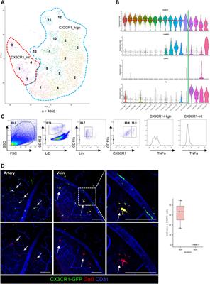 Deciphering perivascular macrophages and microglia in the retinal ganglion cell layers